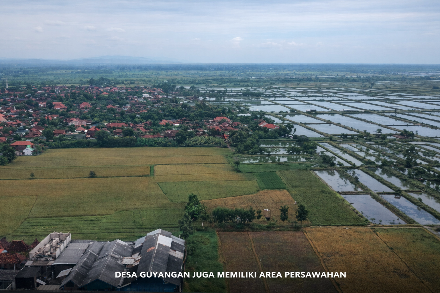 Persawahan